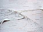 closeup abstract of a birch tree trunk