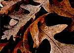 closeup-abstract of brown oak leaves
