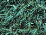 closeup of green Wild Grass  Josiah Davidson