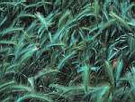 closeup of green Wild Grass � Josiah Davidson